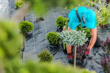 Vente - Jardinerie - Aménagement Extérieurs - Gers (32)-photo-3