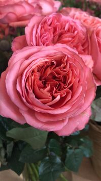 Vente - Fleuriste - Essonne (91)