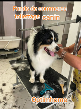 Vente - Salon de toilettage - Questembert (56230)
