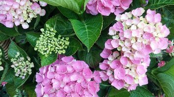 Vente - Fleuriste - Septeuil (78790)