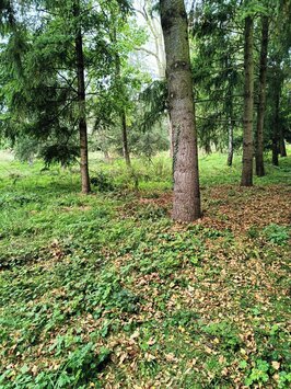 Vente Terrain ZI / ZA - Saint-Priest-en-Jarez (42270)