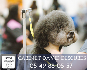 Vente - Salon de toilettage - Poitiers (86000)-photo-2