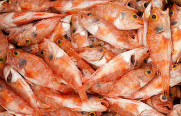 Vente - Poissonnerie - Ain (01)-photo-2