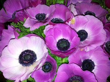 Vente - Fleuriste - Val-de-Marne (94)