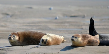 Vente - Alimentation - Superette - Somme (80)-photo-3