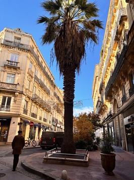 Location Local Commercial - Montpellier (34000)-photo-3