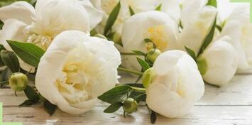 Vente - Cadeaux souvenirs - Fleuriste - Complexe de Loisirs - Bouches-du-Rhône (13)