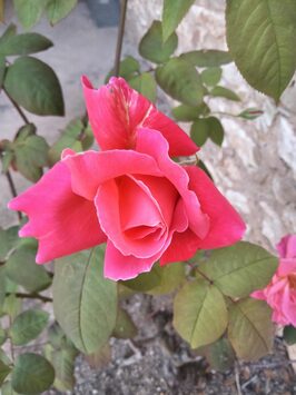 Vente - Fleuriste - Paris (75)