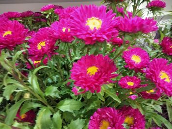 Vente - Fleuriste - Jardinerie - Vaucluse (84)