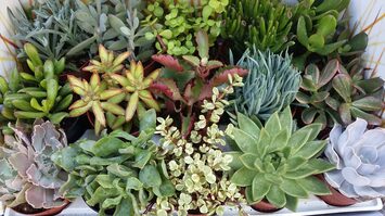 Vente - Fleuriste - Jardinerie - Vaucluse (84)-photo-2