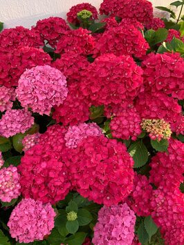 Vente - Fleuriste - Seine-Saint-Denis (93)