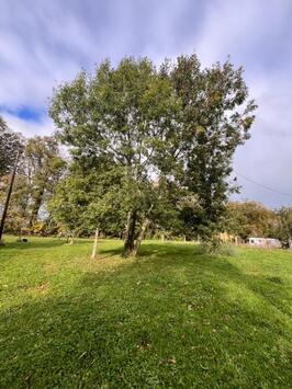 Vente - Camping - Licence IV - Chocolaterie Chocolatier - Seine-Maritime (76)-photo-2