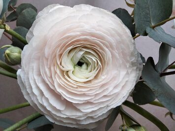 Vente - Fleuriste - Yvelines (78)