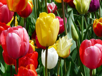 Vente - Fleuriste - Jura (39)