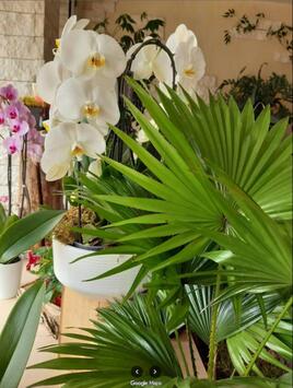 Vente - Fleuriste - Paris (75)-photo-4