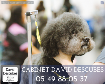 Vente - Salon de toilettage - Poitiers (86000)