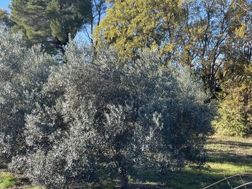 Vente Terrain ZI / ZA - Lorgues (83510)-photo-2