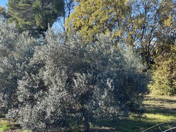 Vente Terrain ZI / ZA - Lorgues (83510)-photo-2