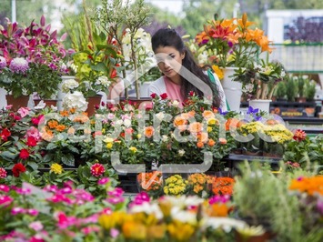 Vente - Fleuriste - Treize-Septiers (85600)