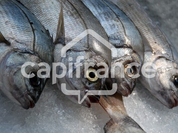 Vente - Poissonnerie - Royan (17200)-photo-2