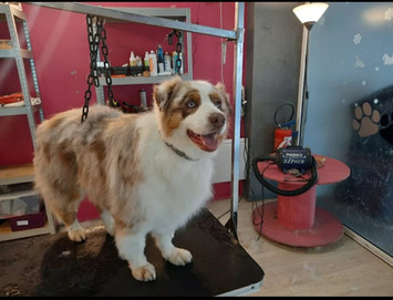 Vente - Salon de toilettage - Questembert (56230)-photo-4