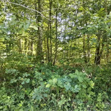 Vente Terrain ZI / ZA - Bazoches-sur-le-Betz (45210)-photo-9