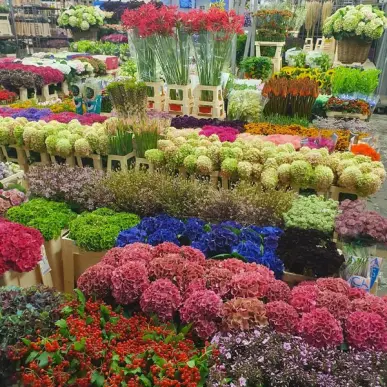 Vente - Fleuriste - Biguglia (20620)-photo-7