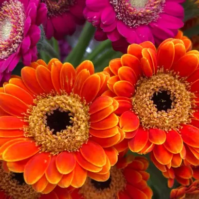 Vente - Fleuriste - Paris (75)-photo-3