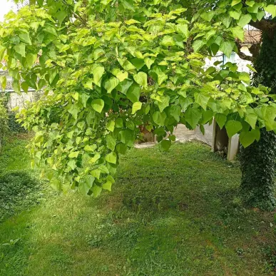 Vente de murs de boutique - Bergerac (24100)-photo-3