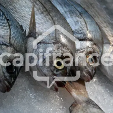 Vente - Poissonnerie - Royan (17200)-photo-7