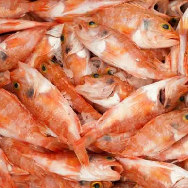 Vente - Poissonnerie - Ain (01)-photo-4