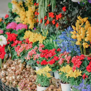 Vente - Fleuriste - Rhône (69)-photo-1