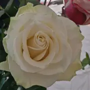 Vente - Fleuriste - Ardèche (07)