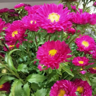 Vente - Fleuriste - Jardinerie - Vaucluse (84)-photo-4