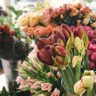 Vente - Fleuriste - Var (83)-photo-2