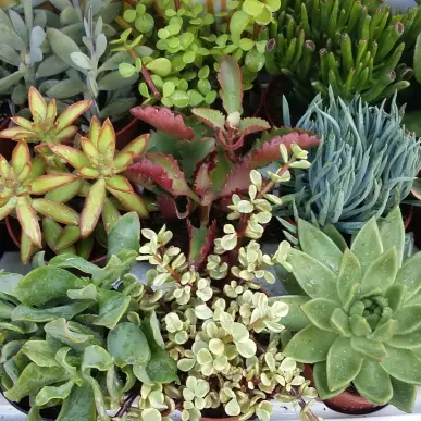 Vente - Fleuriste - Jardinerie - Vaucluse (84)-photo-2