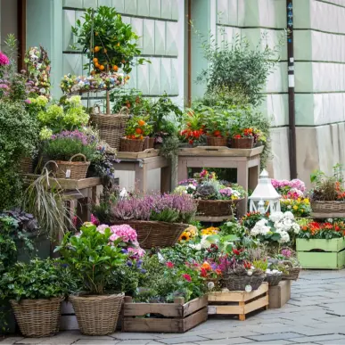 Vente - Fleuriste - Ardèche (07)-photo-1