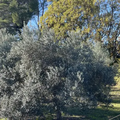 Vente Terrain ZI / ZA - Lorgues (83510)-photo-2