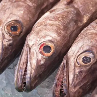Vente - Poissonnerie - Ain (01)-photo-3