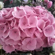 Vente - Fleuriste - Paris (75)