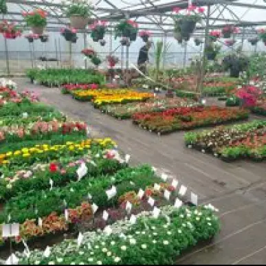 Vente - Jardinerie - Côtes-d'Armor (22)-photo-2
