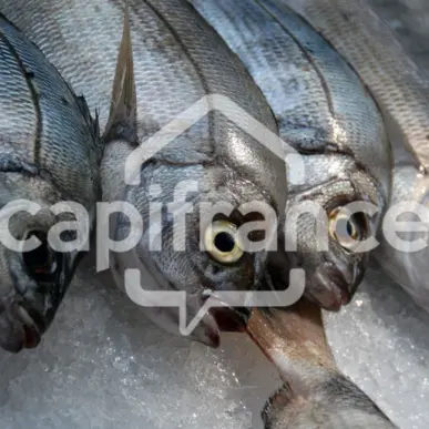 Vente - Poissonnerie - Royan (17200)-photo-3