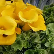 Vente - Fleuriste - Paris (75)