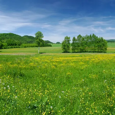 Vente Terrain ZI / ZA - Chasnais (85400)-photo-3