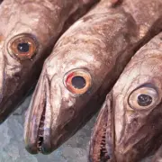 Vente - Poissonnerie - Ain (01)