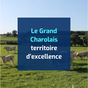 Le Grand Charolais : territoire d’excellence entre savoir-faire agricole et industrie spécialisée