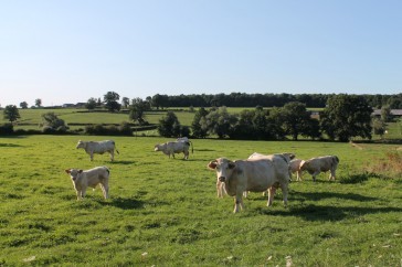 Berceau de la race Charolaise